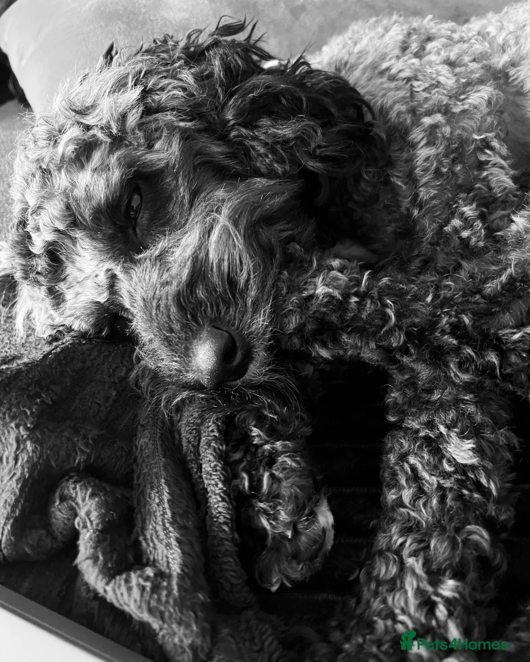 Cockapoo dogs for sale: Pups Due 25th-31st March to Gorgeous Mum And Dad in Milton Keynes - Advert 1