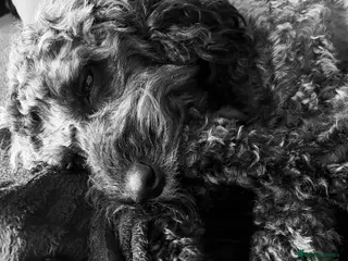 Cockapoo dogs Pups Due 25th-31st March to Gorgeous Mum And Dad - Advert 2