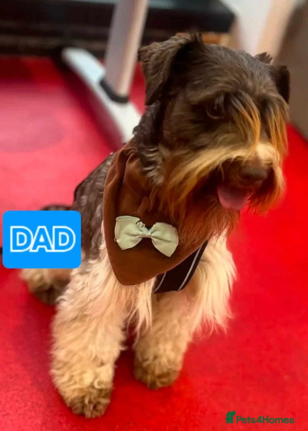 Miniature Schnauzer dogs for sale: Miniature Schnauzer KC reg pups - Advert 7