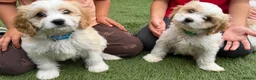 Cavachon dogs for sale: F1 CAVACHON PUPPIES!! - Advert 8
