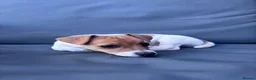 Jack Russell dogs for sale: 🐶 Beautiful Jack Russell Puppy for Sale 🐶 - Advert 6