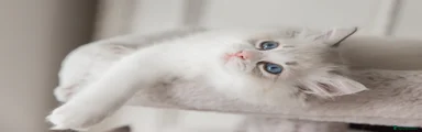 Ragdoll 4 - pink