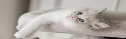 Ragdoll cats for sale: READY NOW Bicolour Lynx Ragdoll kittens - Advert 23