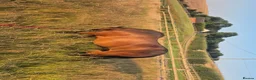 New Forest horses for sale: ✨️Ocknell way out west✨️ in Nottingham - Advert 5