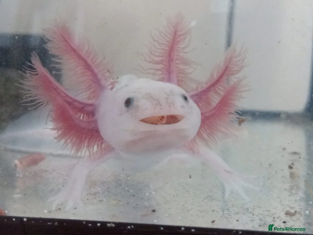 Axolotl reptiles for sale: Axolotls For Sale in Lymington - Advert 3