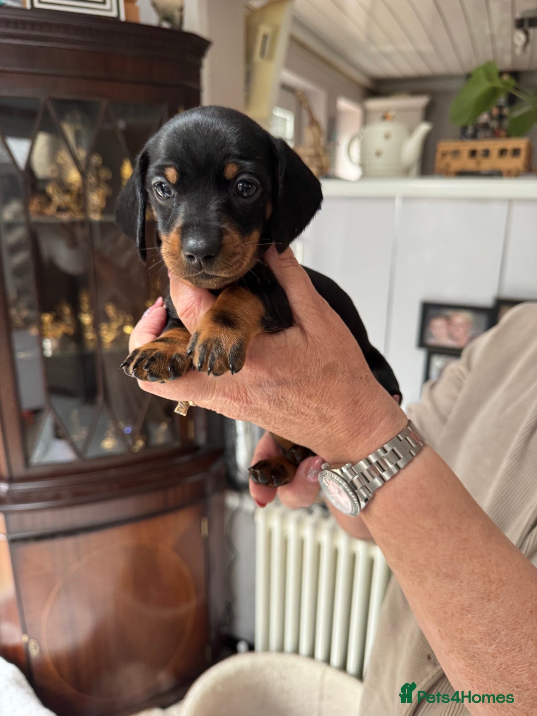 Miniature Dachshund dogs for sale: Miniature dachshund puppies - Image 10