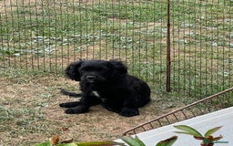 Cavapoo dogs for sale: Super healthy Cavapoo boys.Ready now - Image 6