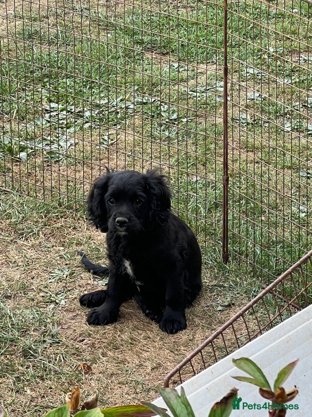 Cavapoo dogs for sale: Super healthy Cavapoo boys.Ready now - Image 6
