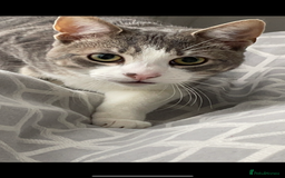 Mixed Breed cats for sale: FOR FREE -Male cat looking for new home  - Image 2