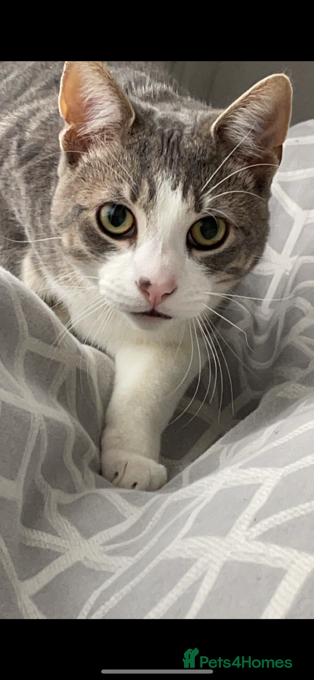 Mixed Breed cats for sale: FOR FREE -Male cat looking for new home  - Image 2