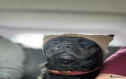 Mixed Breed dogs for sale: Female lovable girl  - Image 2