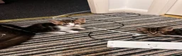 Domestic Shorthair cats for sale: Female kitten - Advert 6