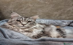 Maine Coon cats for sale: TICA - Maine Coon – 5 Boys Looking for Loving Home - Image 22