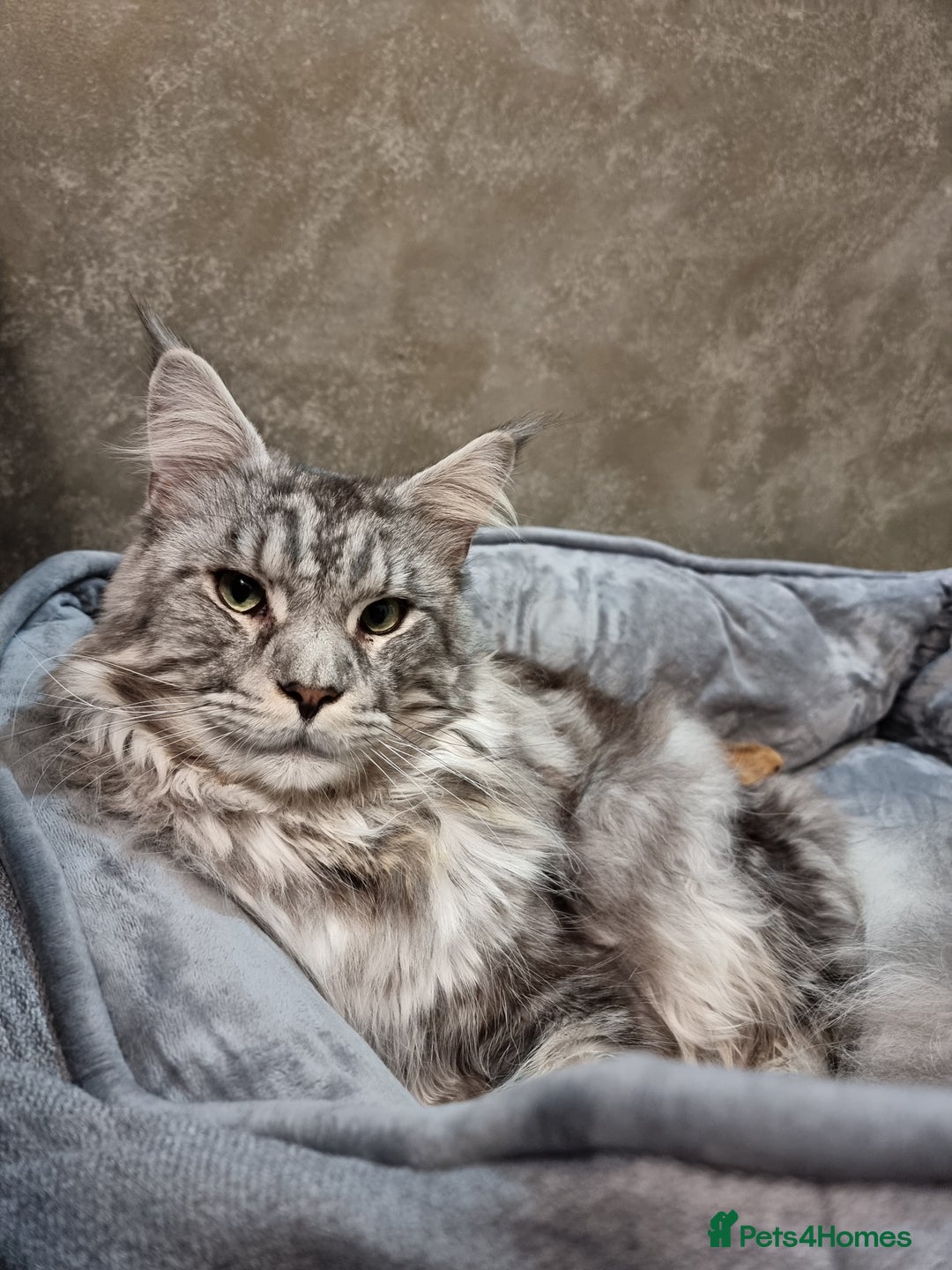 Maine Coon cats for sale: TICA - Maine Coon – 5 Boys Looking for Loving Home - Image 22