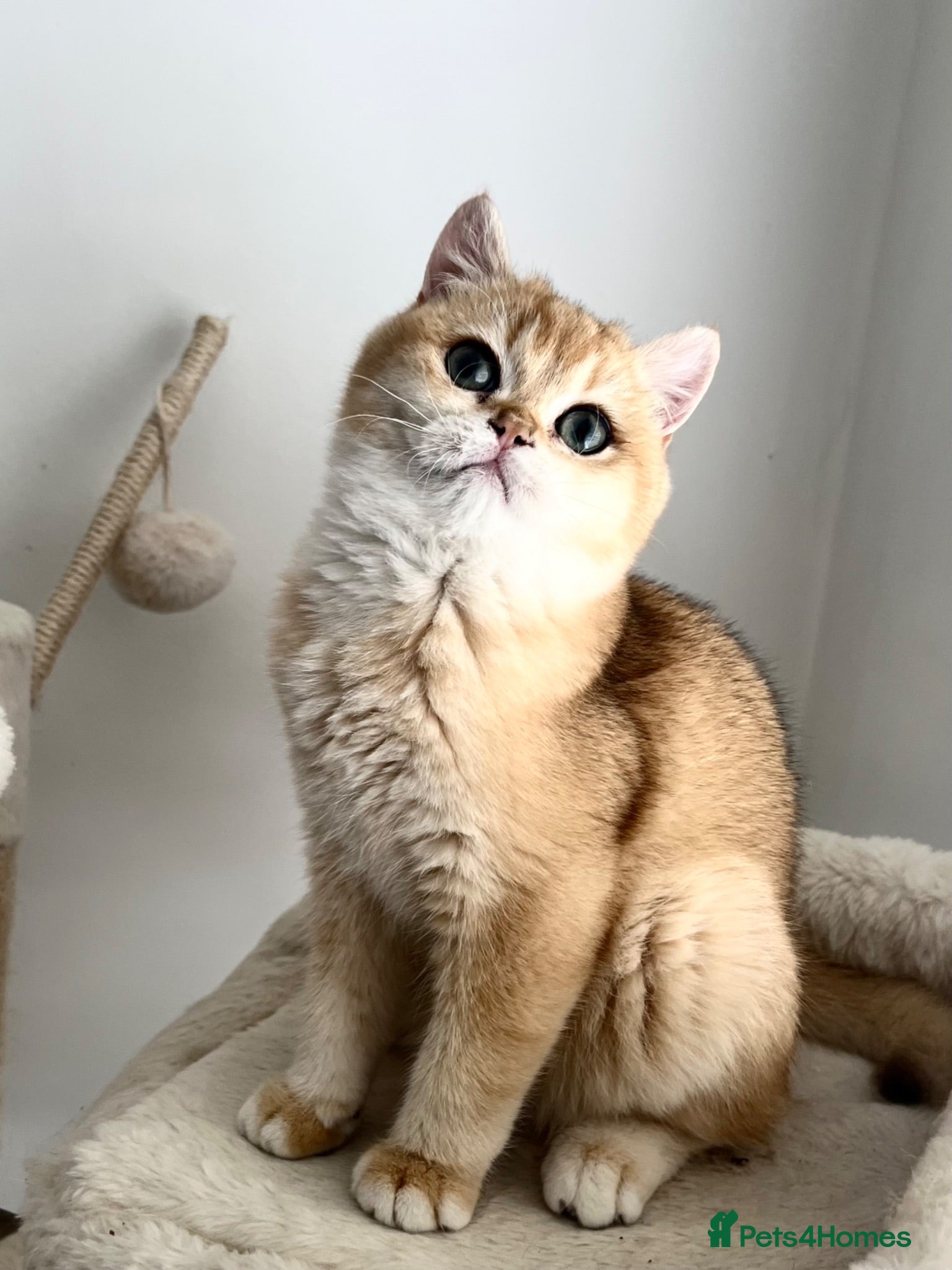 British Shorthair cats Ny12 Golden BSH Boy from European Parents - Advert 1