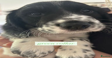 Sprocker dogs - Advert 5