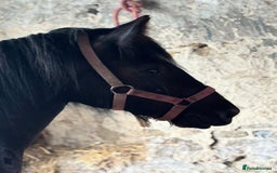 Other Breed horses for sale: Dolly cob x friesian (deposit paid) - Image 7