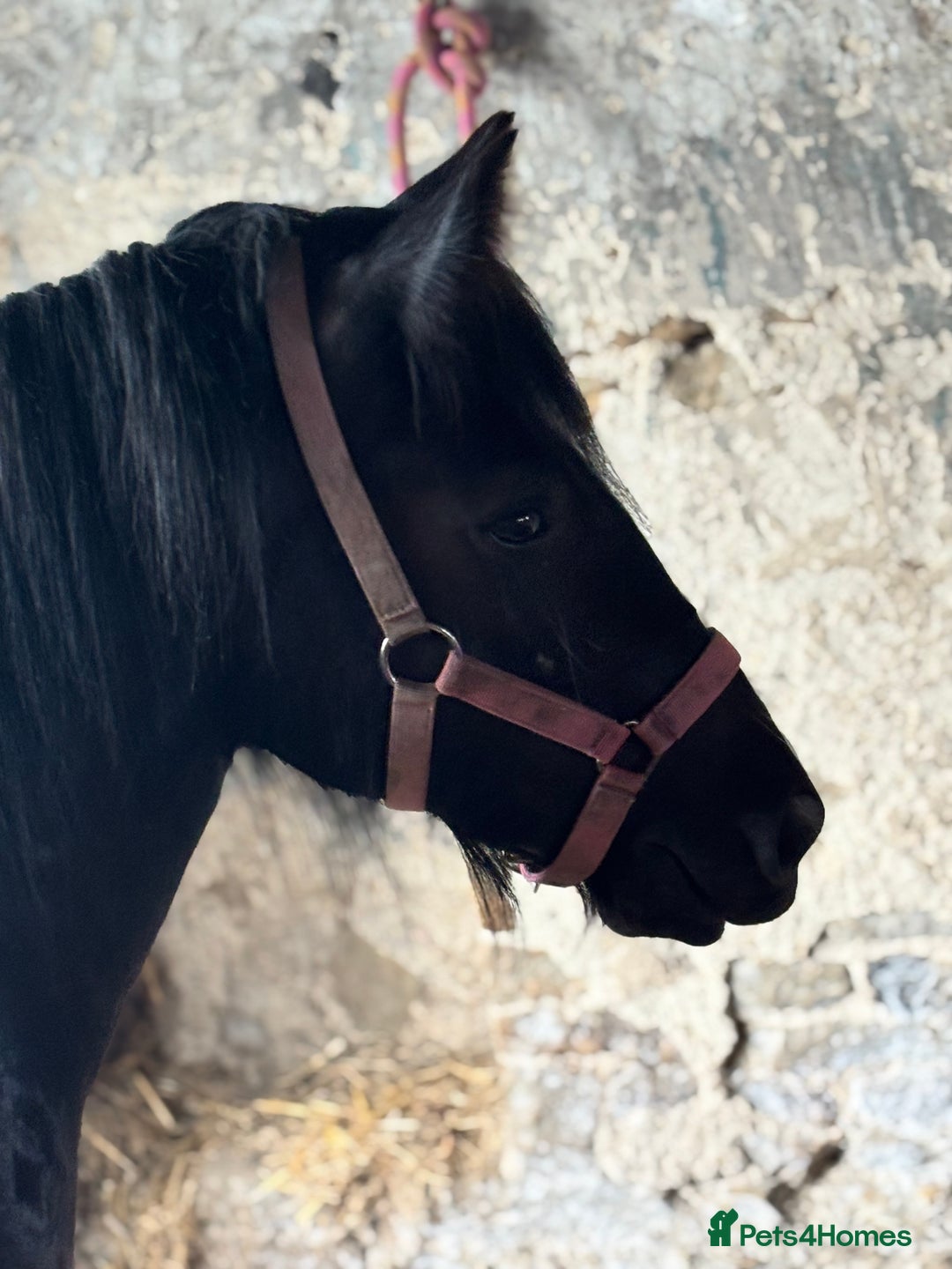 Other Breed horses for sale: Dolly cob x friesian (deposit paid) - Image 7
