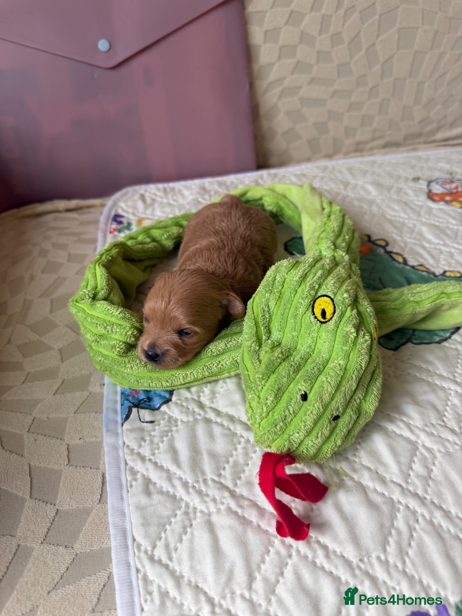 Maltipoo dogs Asian Maltipo Puppies XS Teddy Bear Faces Expected - Advert 1