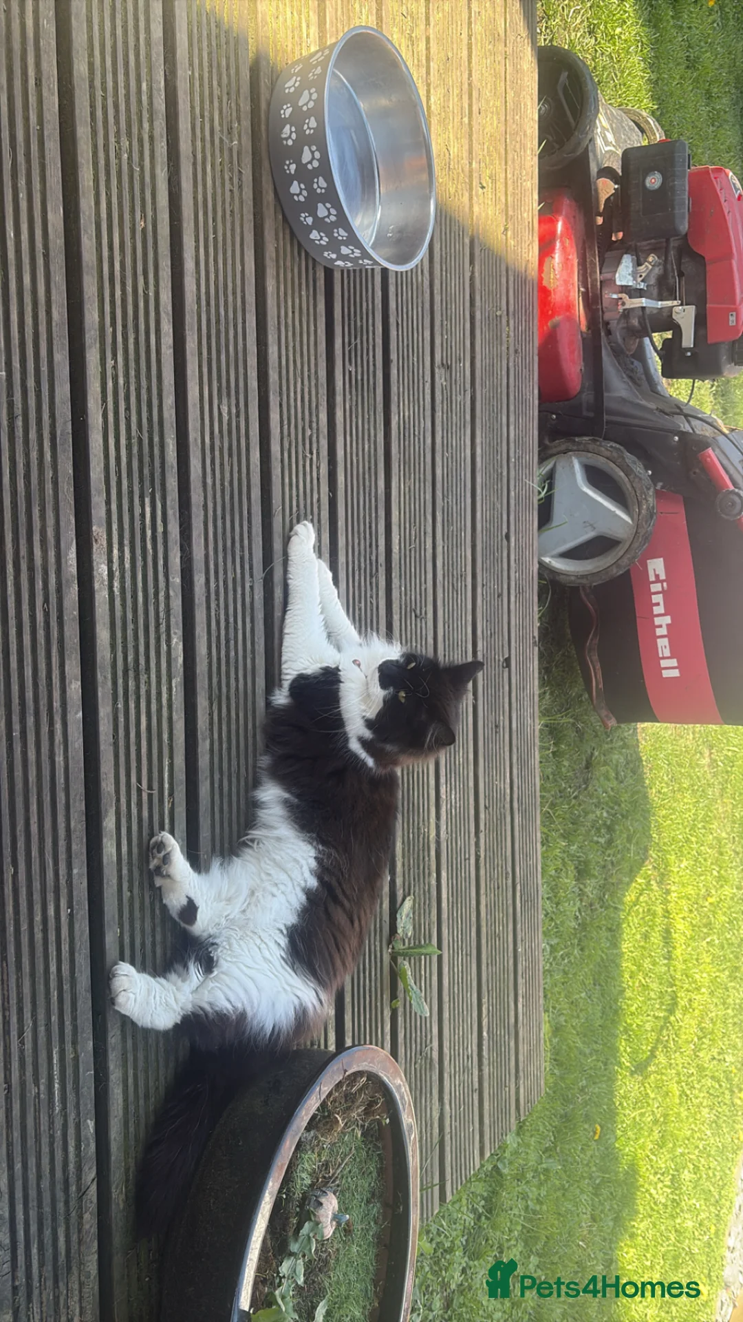 Mixed Breed cats for sale: Cats need new homes  - Advert 4