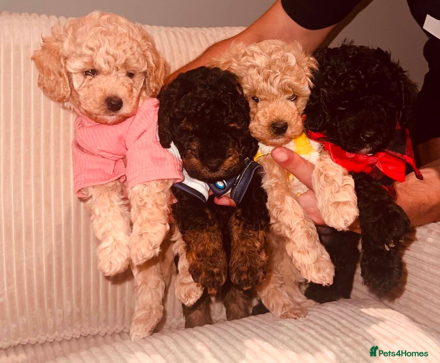 Maltipoo dogs Beautiful Maltipoo Looking for Their Forever Homes - Advert 1