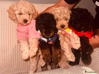 Maltipoo dogs Beautiful Maltipoo Looking for Their Forever Homes - Advert 1