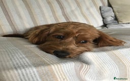 Cockapoo dogs for stud: Male Cockapoo  - Image 3
