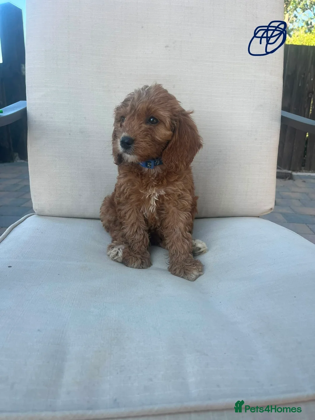 Cockapoo dogs for sale: Beautiful Cockapoo puppies - Advert 8