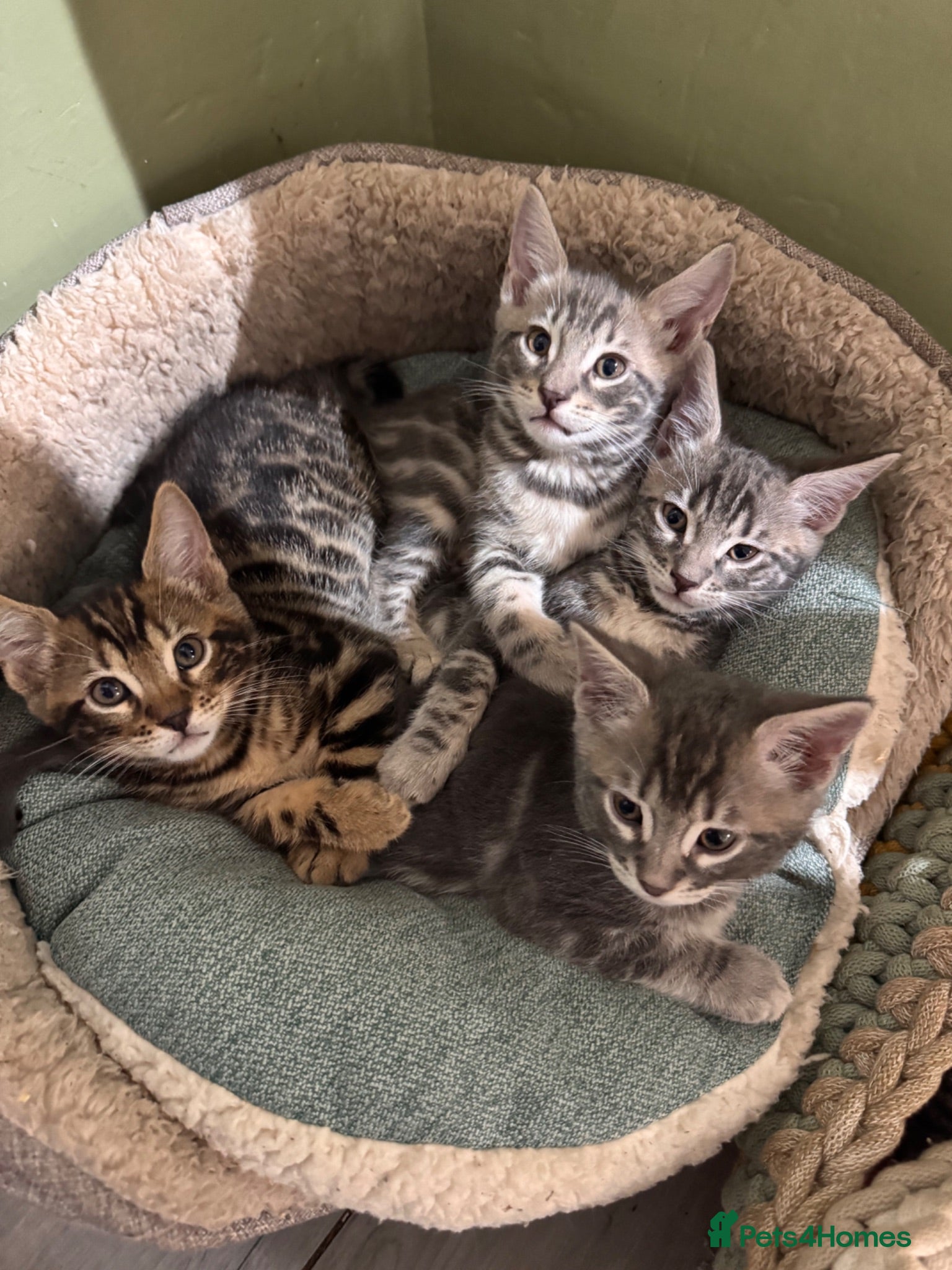 Mixed Breed cats Bencoon kittens Maine Coon x Bengal  - Advert 1