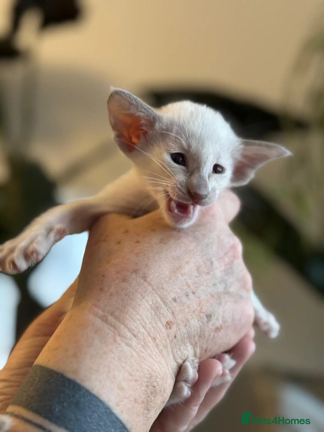 Siamese cats for sale: Stunning Oriental and Siamese kittens - Advert 6
