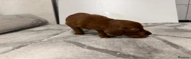 Irish Setter 1