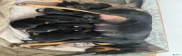 Huntaway dogs for sale: Huntaway x collie pups  - Advert 2