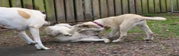 Anatolian Shepherd dogs for sale: Anatolian Shepherd Pups - KC Registered in Carluke - Advert 14