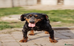 Mixed Breed dogs for adoption: 💖🐶 LEANA 🐶💖 - Image 7