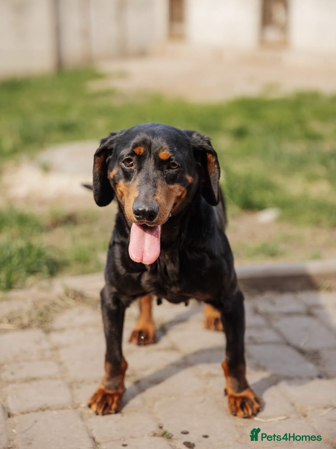 Mixed Breed dogs for adoption: 💖🐶 LEANA 🐶💖 - Image 7