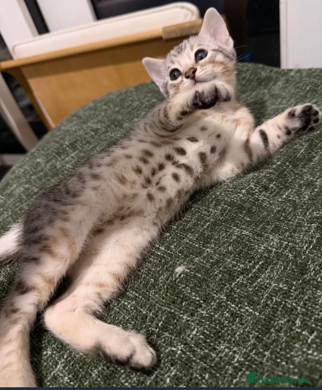 Bengal cats for sale: Stunning Bengal kittens  - Advert 4
