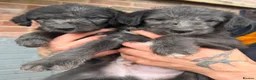 Mixed Breed dogs for sale: Bedlington Whippets  in Sheffield - Advert 6