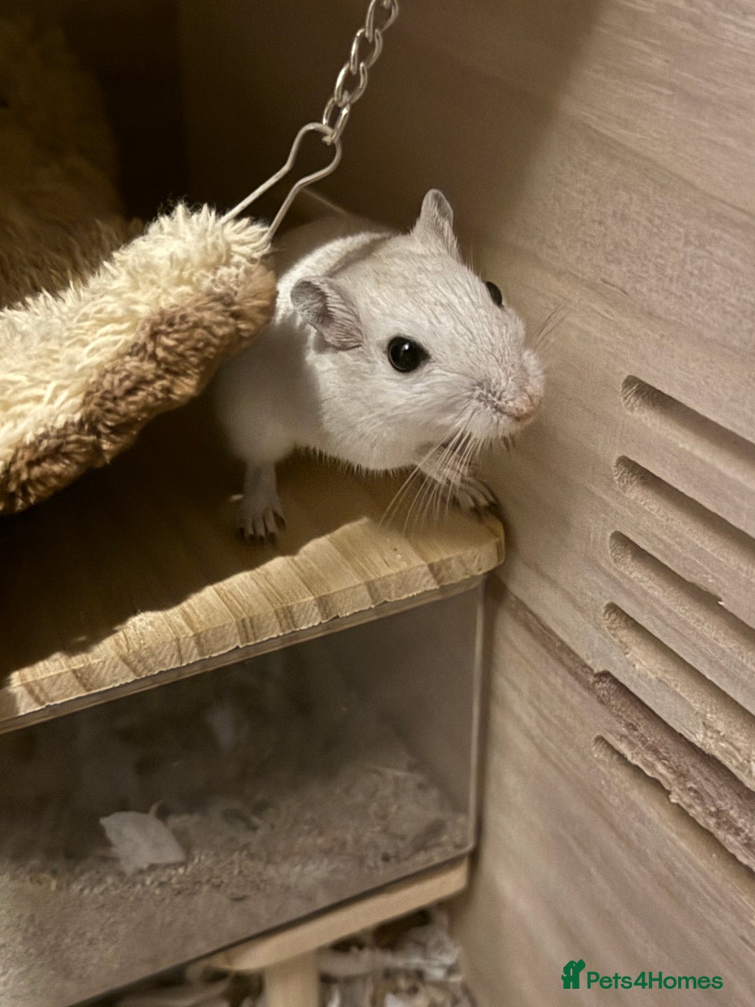 Gerbil rodents for sale: 2 gerbils female and food - Advert 3