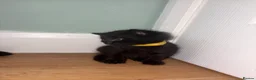 Domestic Shorthair cats for sale: 4 beautiful kittens looking for a loving home - Advert 17