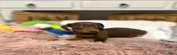 Miniature Dachshund dogs for sale: Beautiful Miniature Dachshund Puppies in Bath - Advert 15