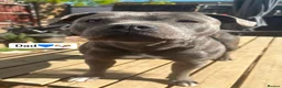 Staffordshire Bull Terrier dogs for sale: Six beautiful blue/brindle staffy puppies. - Advert 3