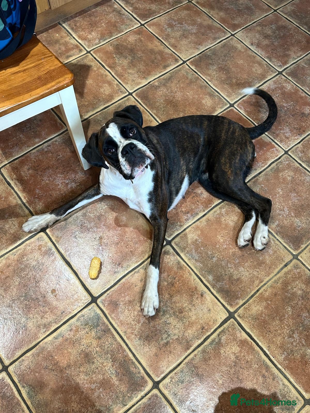 Boxer dogs KC Reg Flashy Dark Brindle Boxer Bitch (Spayed) - Advert 6