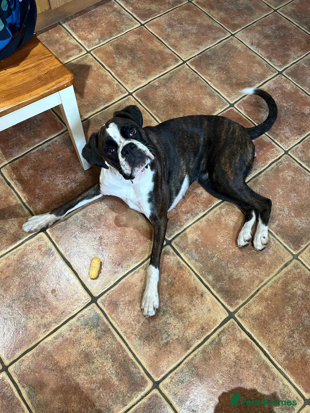 Boxer dogs for sale: KC Reg Flashy Dark Brindle Boxer Bitch (Spayed) - Advert 1