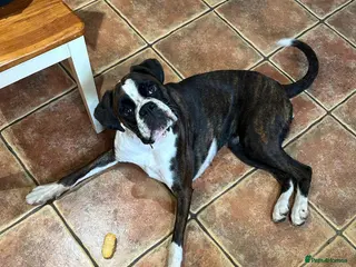 Boxer dogs KC Reg Flashy Dark Brindle Boxer Bitch (Spayed) - Advert 6