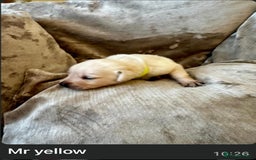 Mixed Breed dogs for sale: Beautiful litter of golden labradoodles - Image 34
