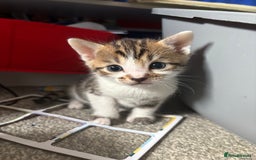 Bengal cats for sale: Bengal Kittens Ready2Go (Mother is TICA certified) in London - Image 2