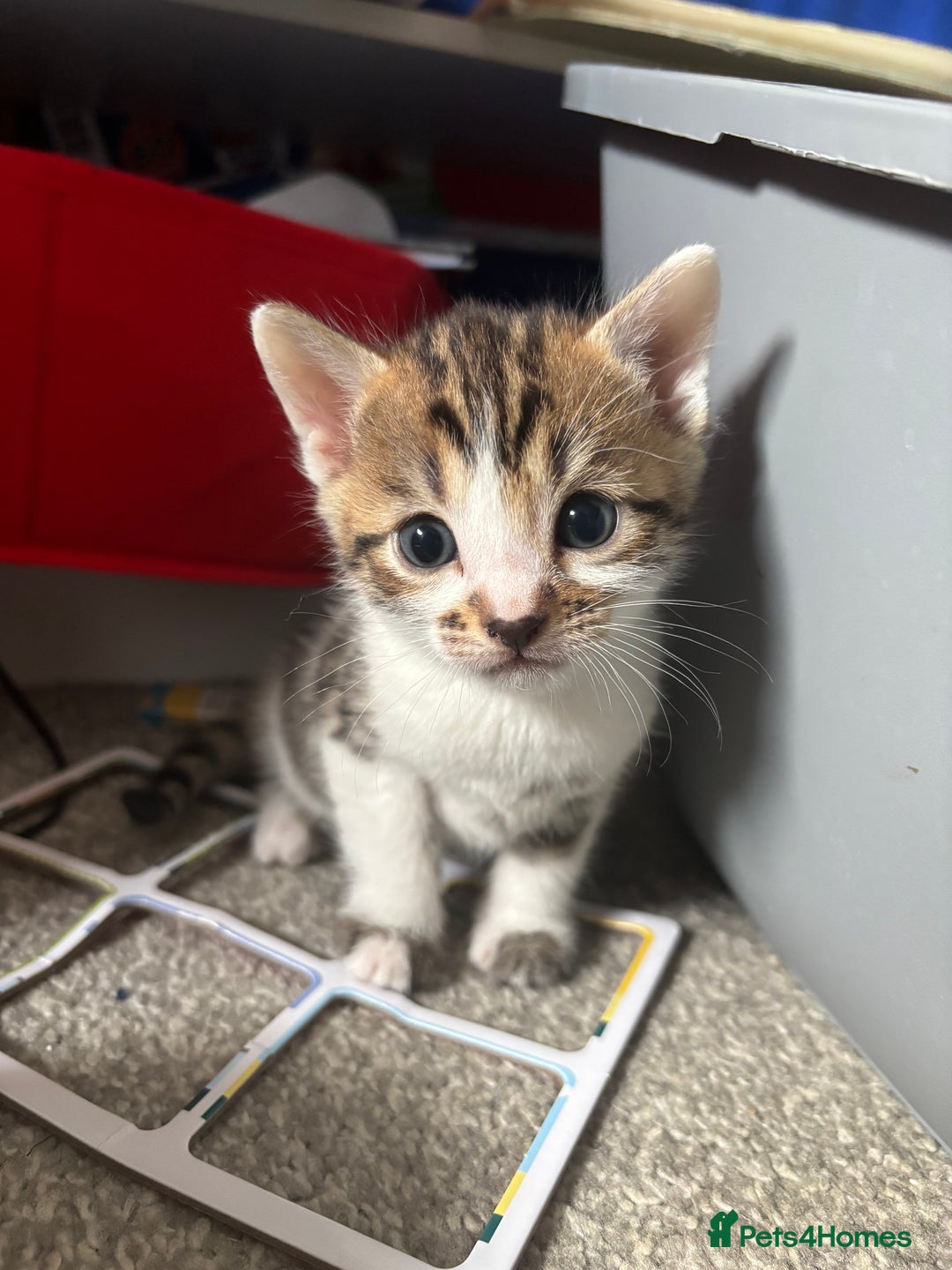 Bengal cats for sale: Bengal Kittens Ready2Go (Mother is TICA certified) in London - Image 2