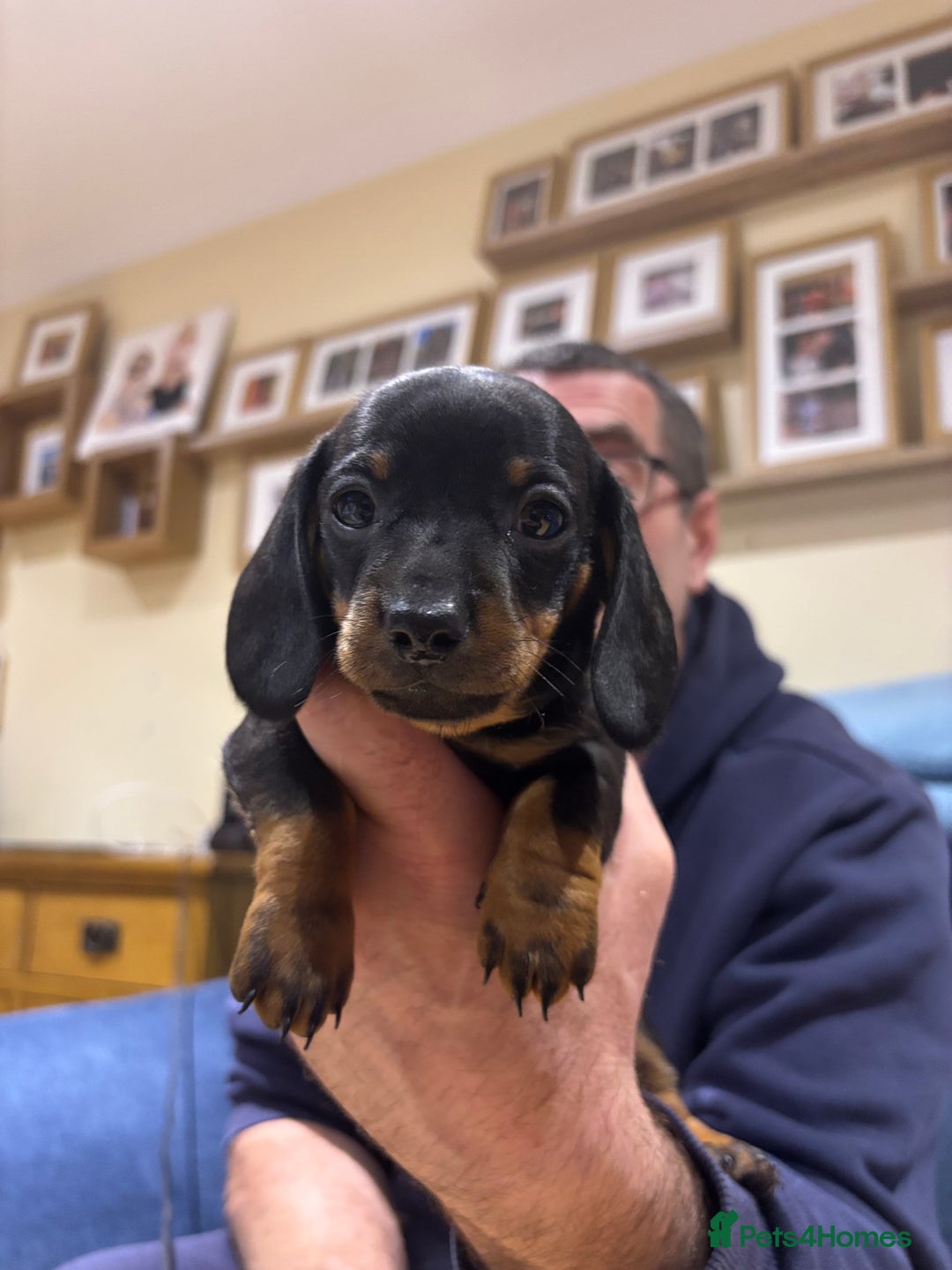 Miniature Dachshund dogs for sale: Miniature dachshunds  - Advert 4