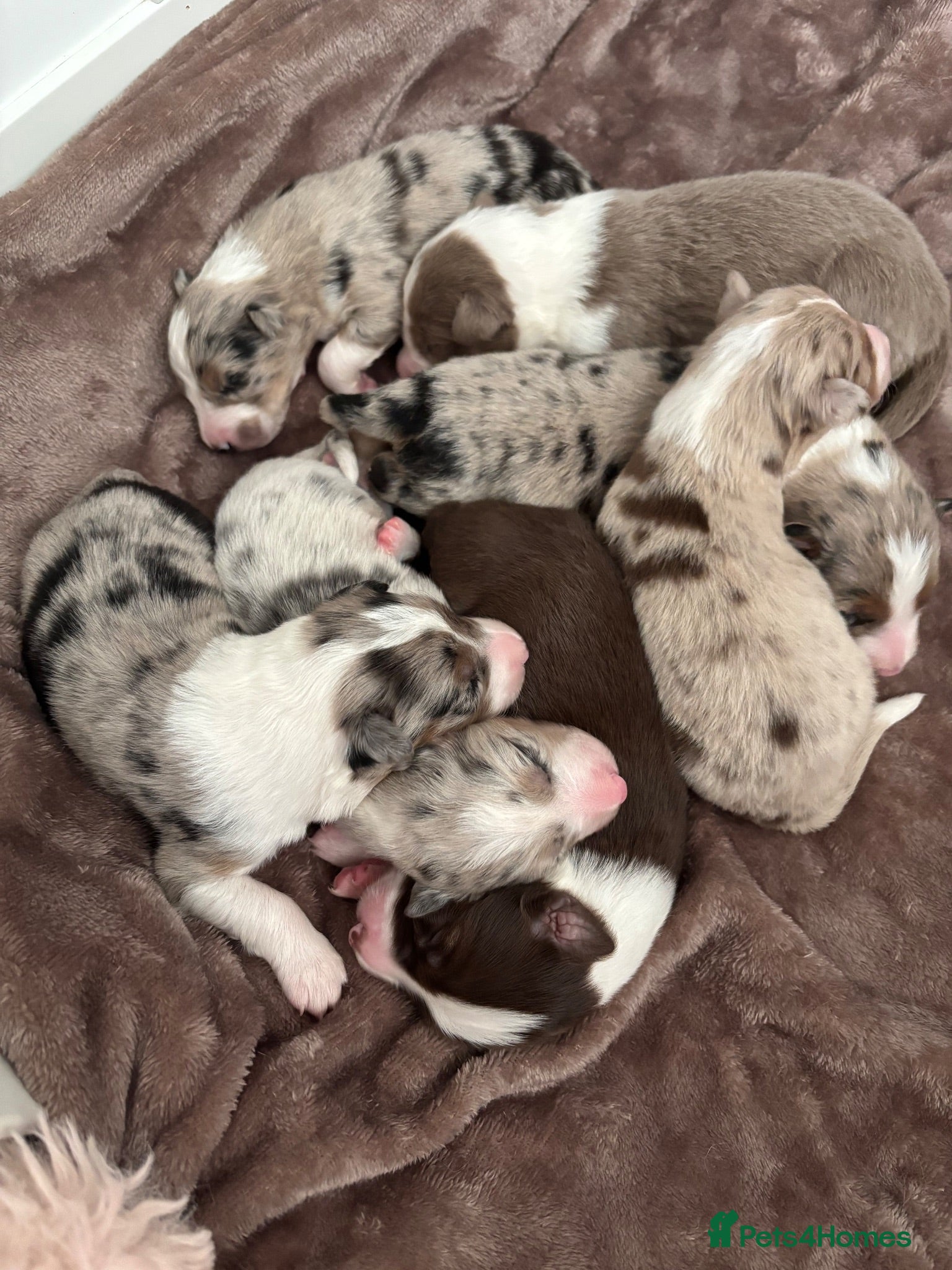 Border Collie dogs Beautiful litter of 7 Border Collies  - Advert 2