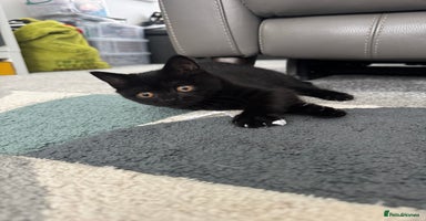 British Shorthair cats - Advert 1